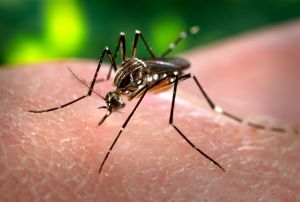 Mosquito da Dengue